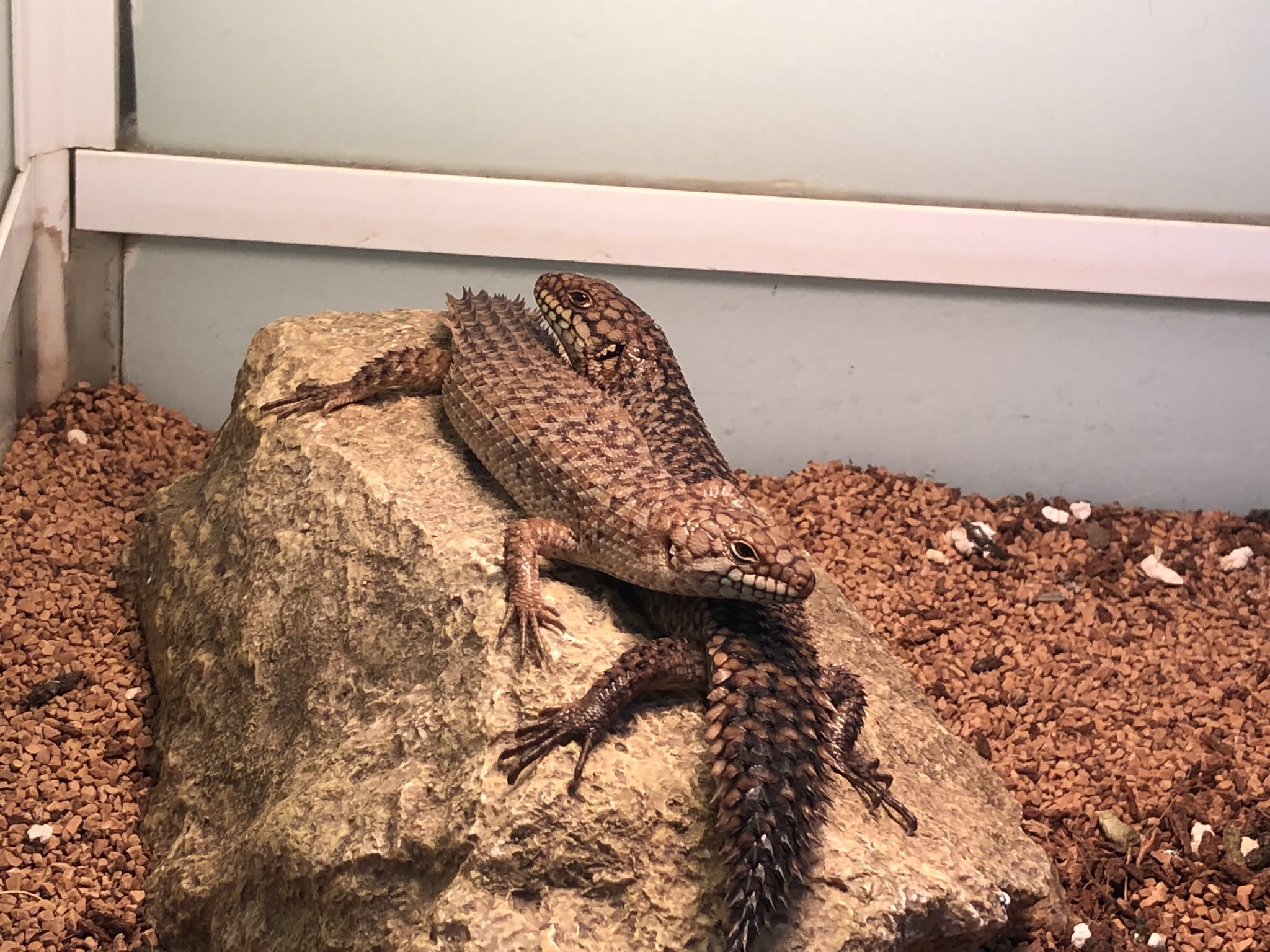 No.287 夜桜トカゲ 蓄光トカゲ qPIGpのトカゲ