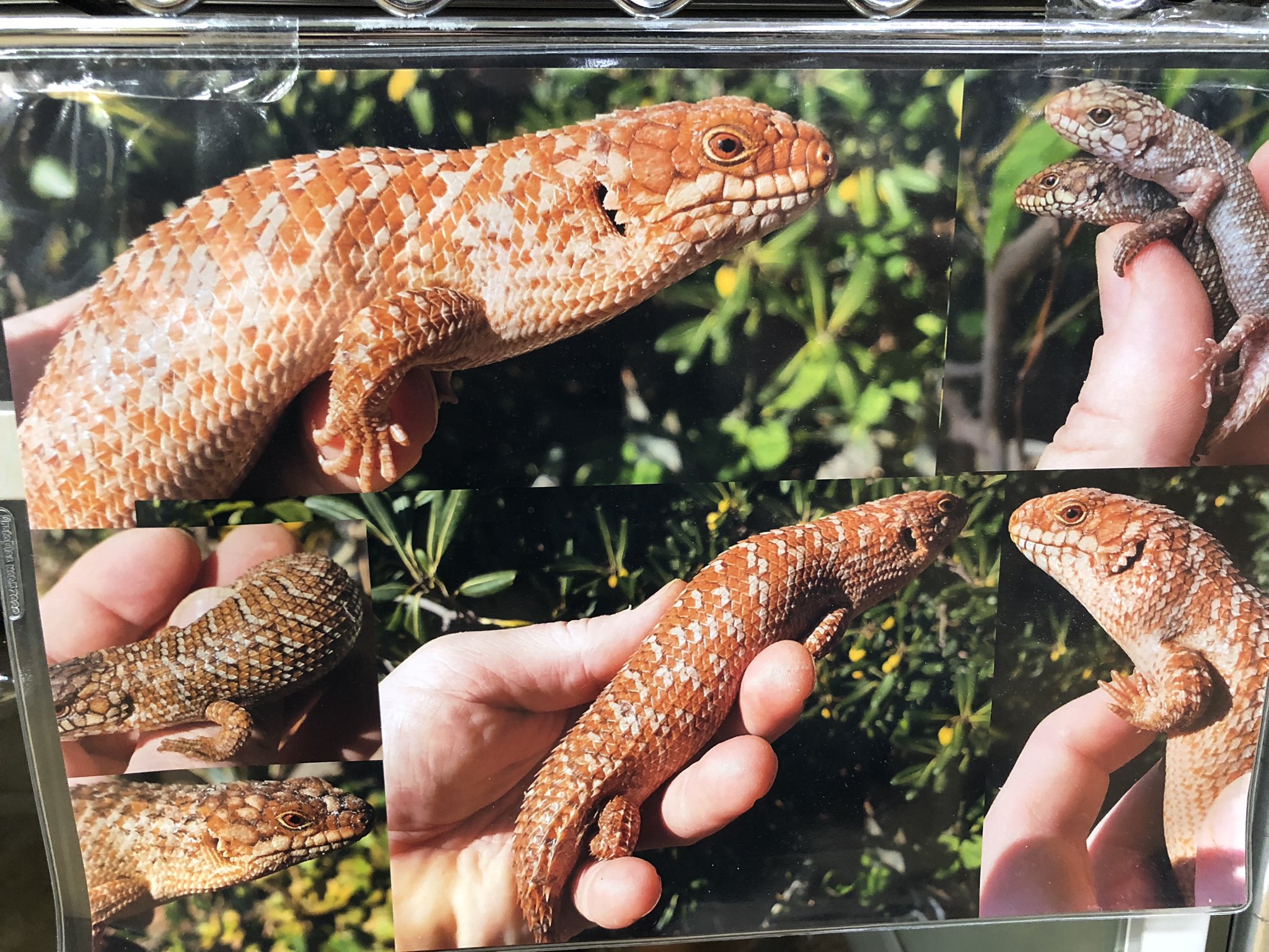 ペポニ インター店 ストケスイワトカゲ Het T アルビノ ライトが点くと いつも一緒にバスキングをしてるラブラブなお二人 ブリードできればこんなに綺麗なベビーを拝めるかも チャレンジしてみたい方は是非 イワトカゲ ストケスイワトカゲ