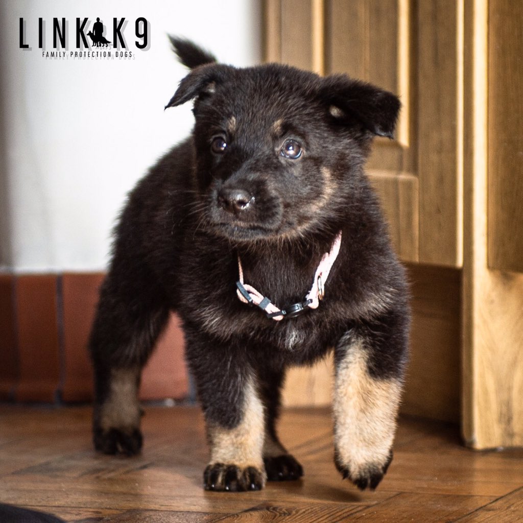 link_k9's tweet photo. 🐕 🐶 Strutting About ❤️
⁣#protectiondog #doginstagram #dogsoftheday #puppy #puppylove #puppylife #puppygram #puppydog #ilovemydog #igdogs #dogsofig #doglover #ilovedogs #dogs #workingdog #germanshepherd #gsd #germanshepherds #gsdlovers #liverpool #linkk9⁣⁣⁣⁣⁣ https://t.co/3AsJ9YinsP
