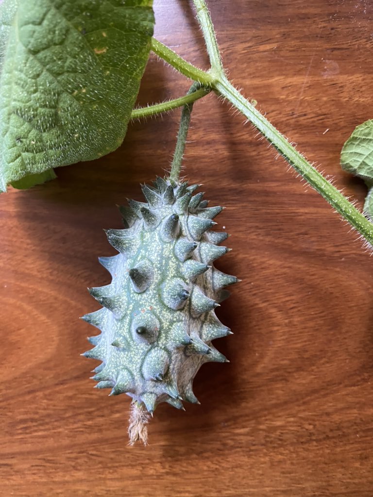 JezRoff's tweet photo. Hey @kennylwolfe check out this terrestrial sea cucumber #hornedmelon https://t.co/cqpBa98u1n
