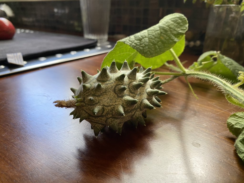 JezRoff's tweet photo. Hey @kennylwolfe check out this terrestrial sea cucumber #hornedmelon https://t.co/cqpBa98u1n