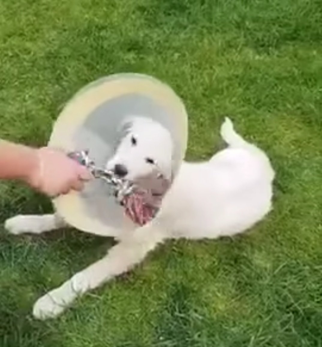 second chance goldens