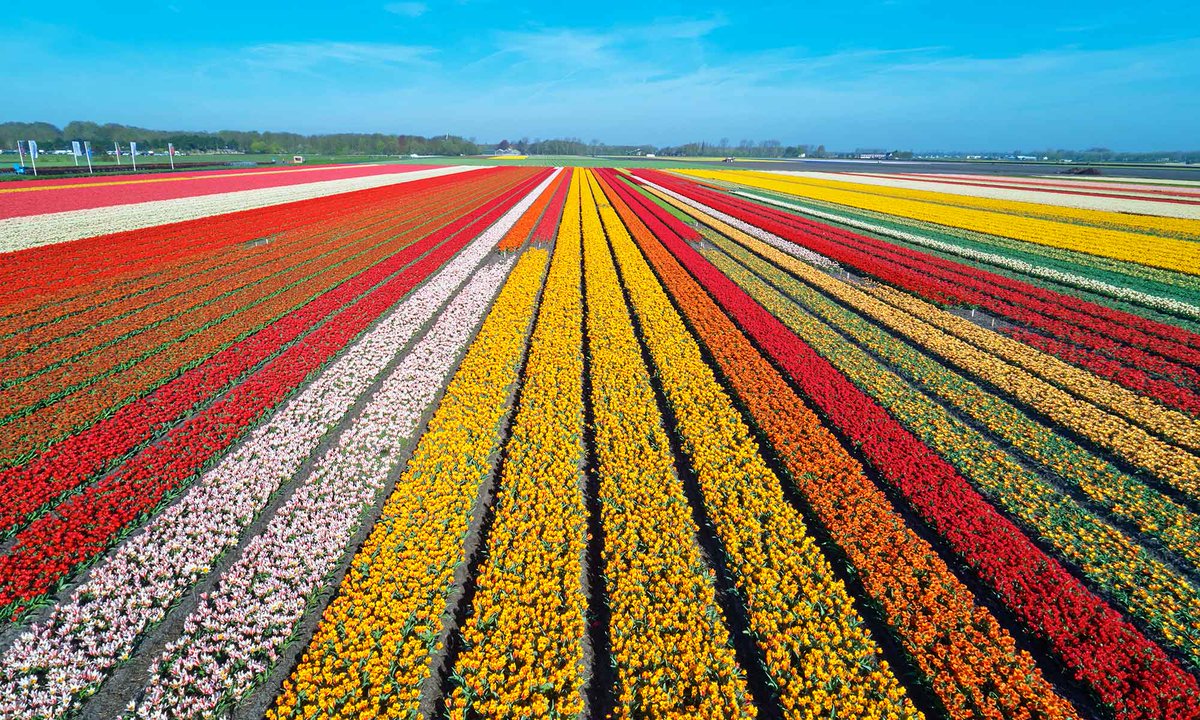Onderzoek plantinhoudsstoffen moeten sierteelt redden tijdens de Coronacrisis <a href="/valorisatielab/">VARTA</a> <a href="/GreenportWest/">GreenportWestHolland</a> <a href="/GreenChemCampus/">Green Chemistry Campus</a> <a href="/GemWestland/">Gemeente Westland</a> <a href="/zuid_holland/">Provincie Zuid-Holland</a> @BioboostEU #SIGN #sierteelt #biobased #plantenstoffen #inhoudsstoffen #biomassa ow.ly/KDMX50zeEHa