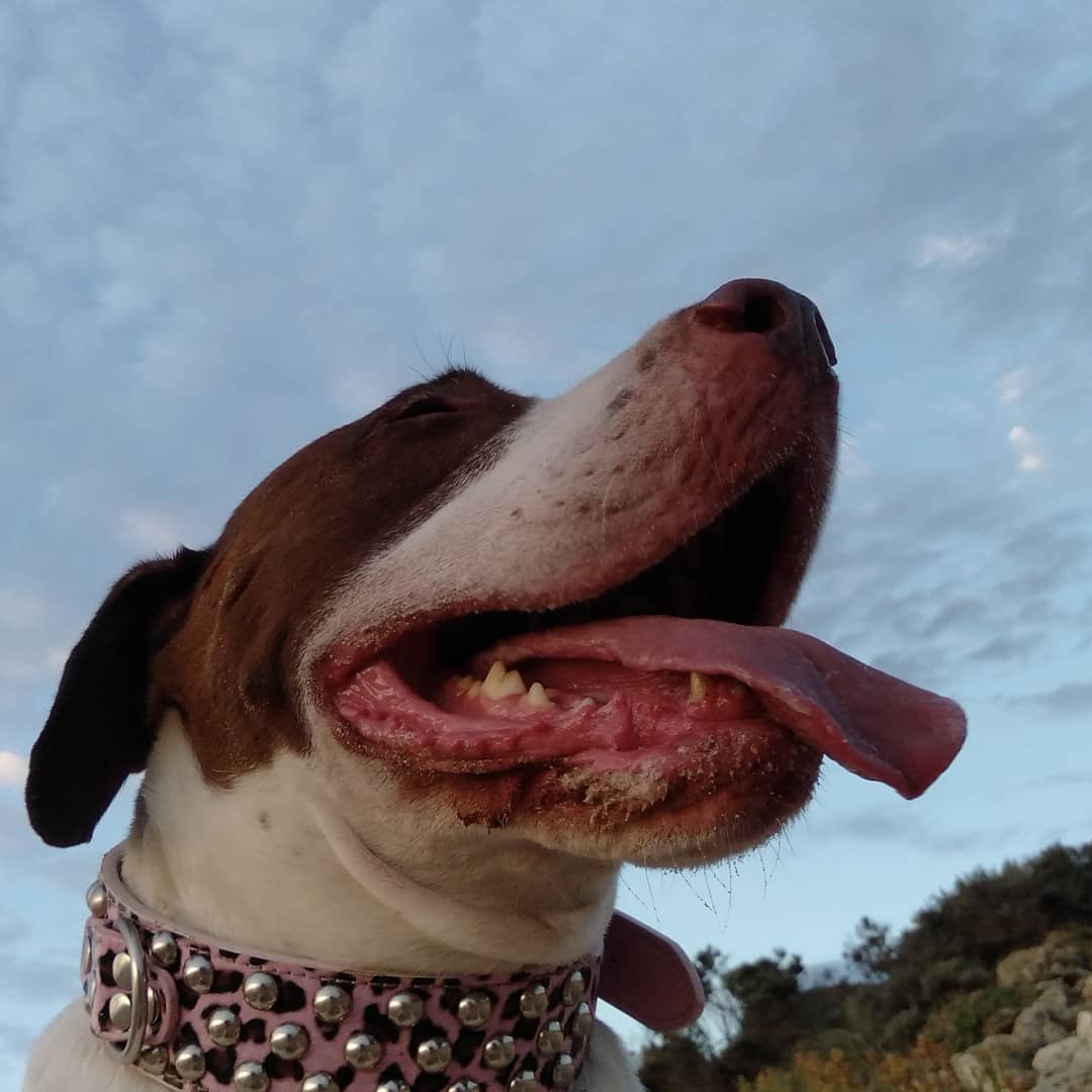 LeoMia12's tweet photo. 笑う門には福来たる🌈🎉✌️💓
Luck is coming if you laugh😇💜🌞🧚

#dog #dogstagram #instadogs #australia #bullarab #brittanyspaniel #doglovers #doglife #犬　#いぬのいる暮らし #いぬなしでは生きていけません #犬好きな人と繋がりたい  #オーストラリア留学　
#いやし #オーストラリア https://t.co/CEFV7rbzbO