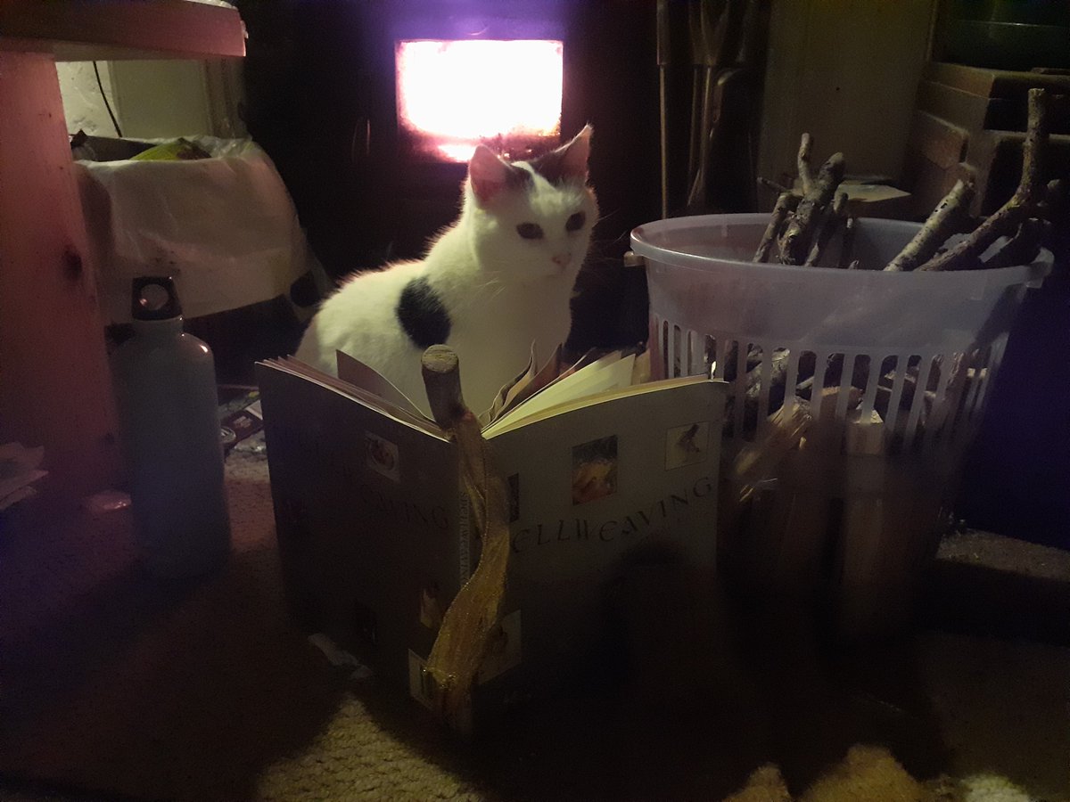 WendyWoo (@wendywooauthor) on Twitter photo What a Riverbank Witch really needs, is a magical cat 🌍🌪️🔥💧#cats #Kitty #CatsOfTheQuarantine #Magic #rescuedcats #rescued #witch <a href="/PanfurSquad/">PanfurSquadHQ</a> What a Riverbank Witch really needs, is a magical cat 🌍🌪️🔥💧#cats #Kitty #CatsOfTheQuarantine #Magic #rescuedcats #rescued #witch <a href="/PanfurSquad/">PanfurSquadHQ</a>