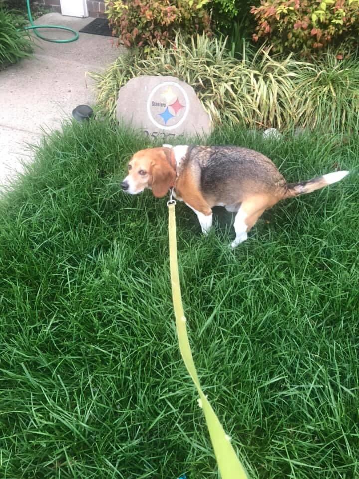 pdrumm's tweet image. We’ve raised #barkley right! #perfect poop placement