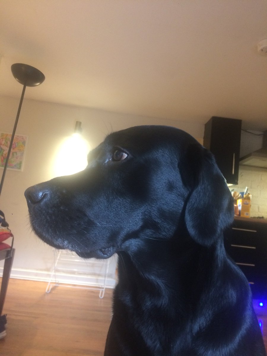 BirlinnBooks's tweet photo. We've had a busy morning so we're a bit late delivering this picture of home office dog Rumble looking wistful. You can find out more about Rumble on our blog https://t.co/jeM6yMX39w https://t.co/lbl0XtqIzY
