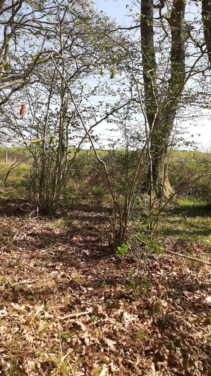 Alex Armstrong tweet media