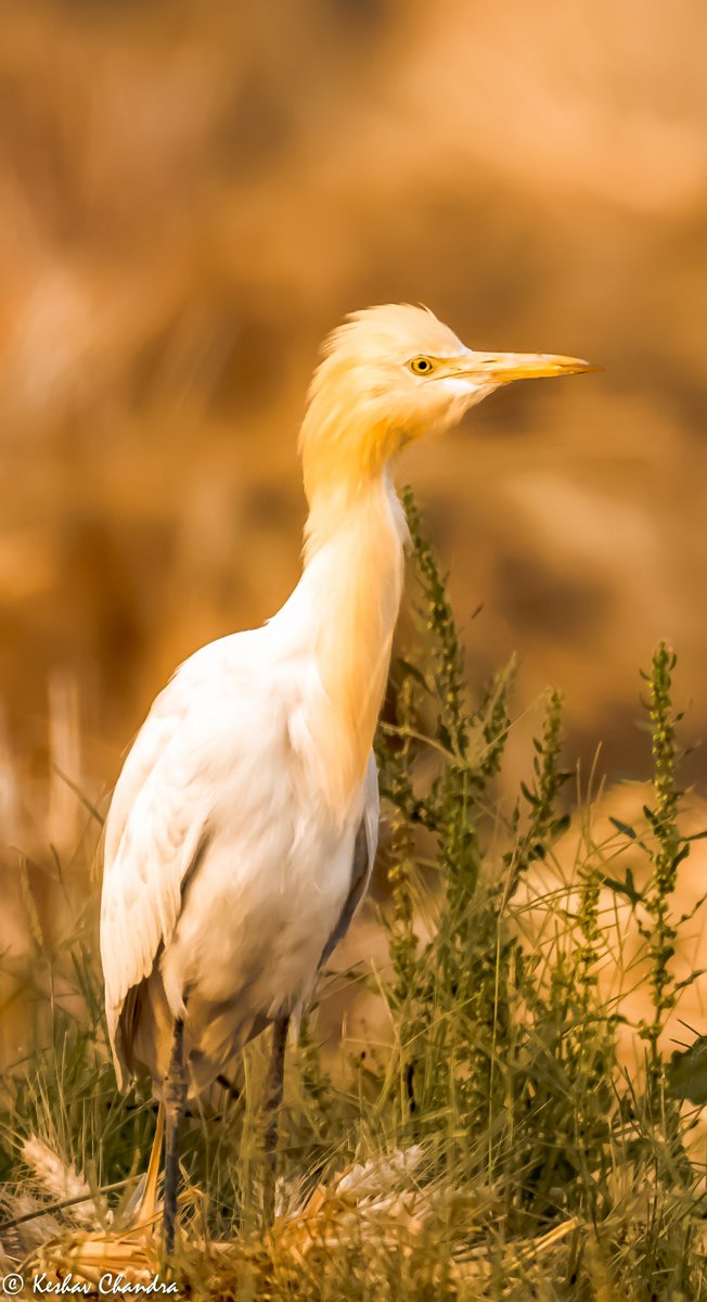 #birds #birdsofinstagram #birds_adored #bird #nuts_about_birds #your_best_birds #birds_captures #nature #bestbirdshots #bird_brilliance #birdwatching #kings_birds #pocket_birds #birds_illife #birdphotography #feather_perfection #eye_spy_birds #naturephotography