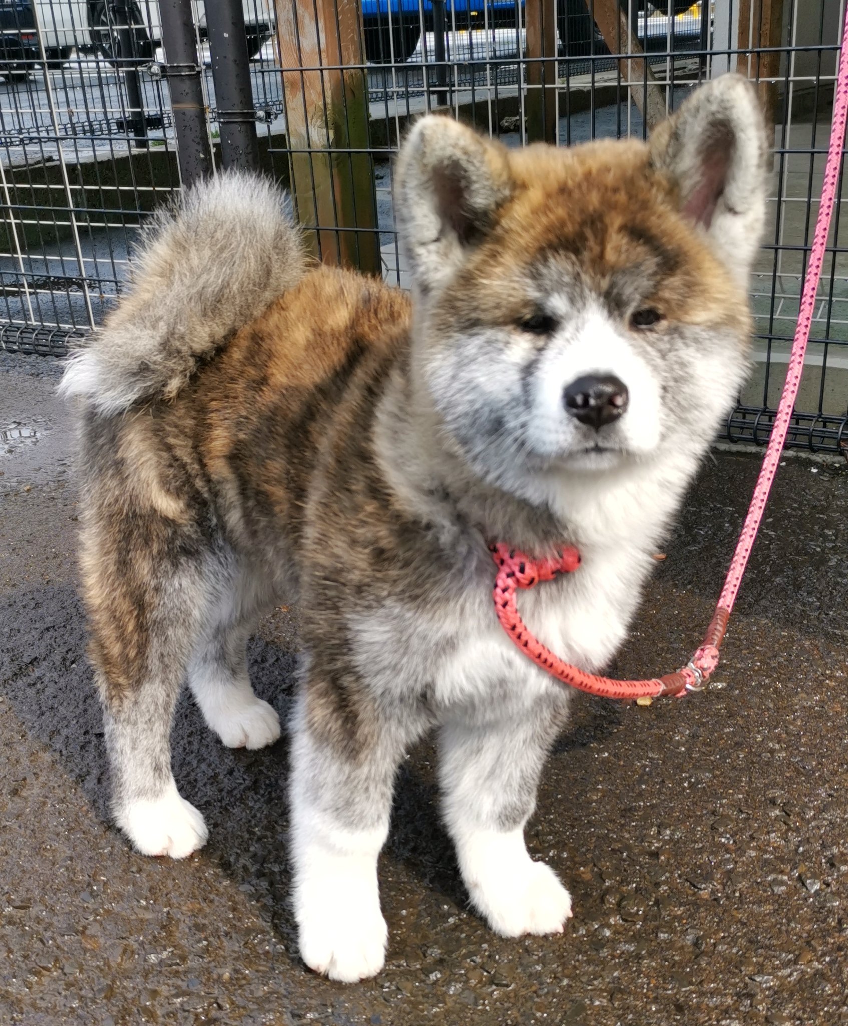あきほ 秋田犬保存会 秋田犬会館 こちらは最近フォロワーさんに大人気の もなかちゃん あきほ 秋田犬保存会 秋田犬会館 こちらは最近フォロワーさんに大人気の もなかちゃん
