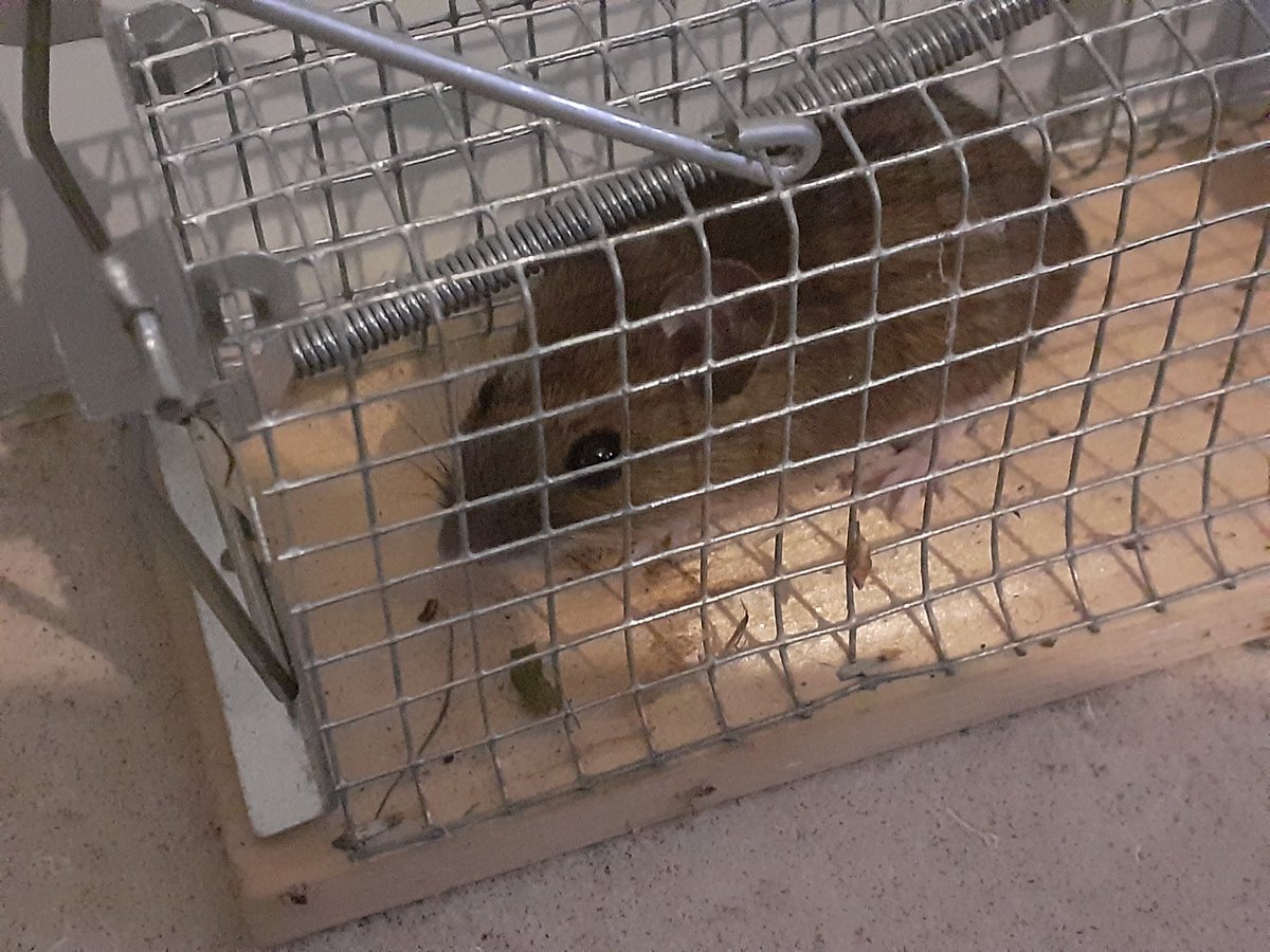 Ria Van Gucht tweet media