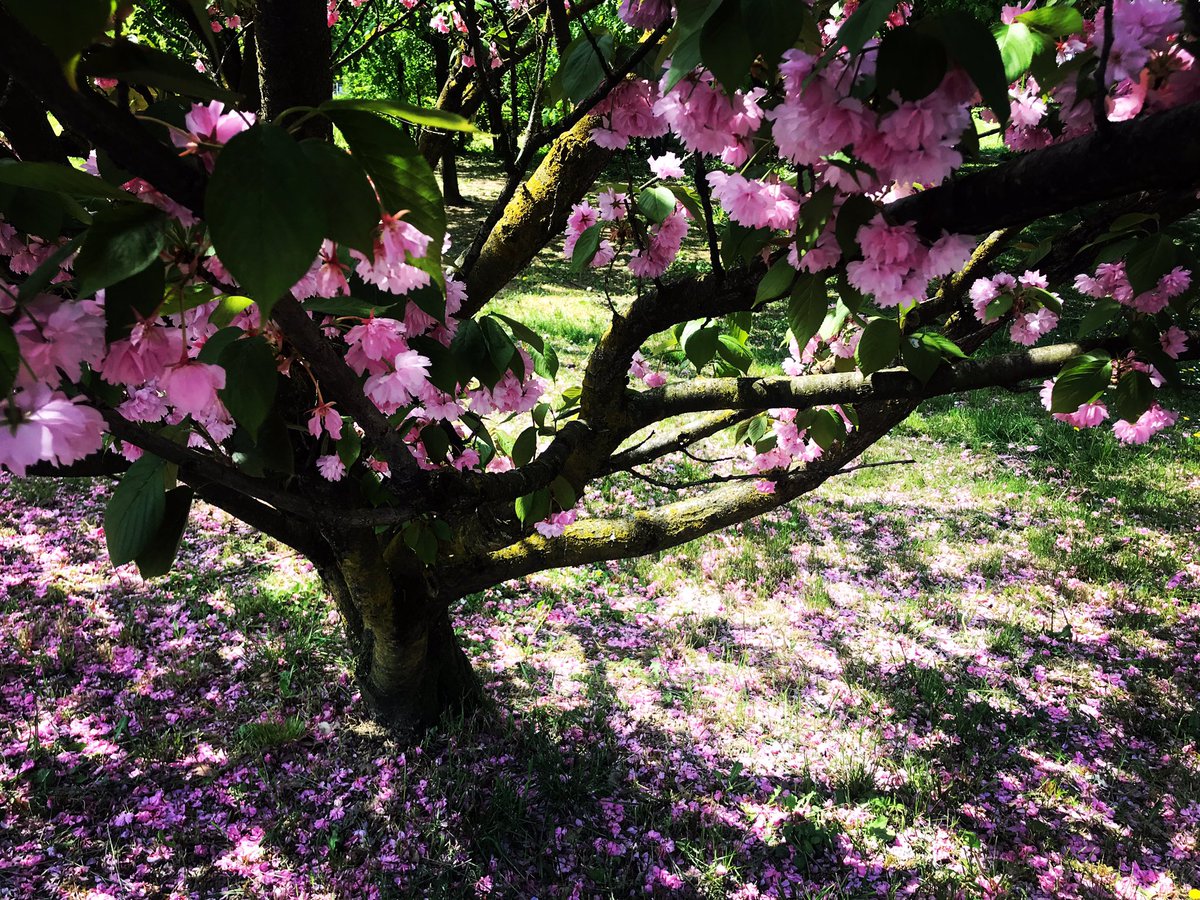 zombiepinscher's tweet image. Quanta bellezza ci stiamo perdendo...
#goodbyespring #goodbyehope