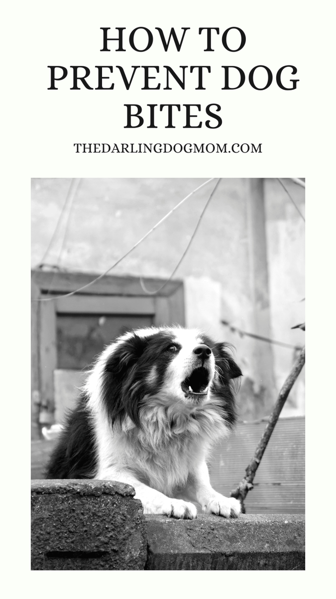 How to Prevent Dog Bites thedarlingdogmom.com/how-to-prevent…