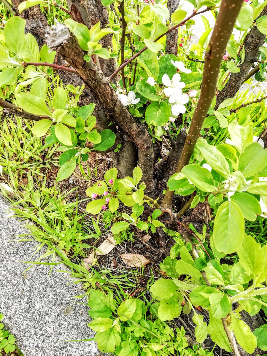 ぐるめ部長のほぼ高槻グルメガイド A Twitter 台風１９号で倒れた街路樹の林檎 残った根っこから復活 まだまだチビだけど たくさん花をつけてる 秋になったら実がなる 高槻 高槻市 高槻風景 街路樹 りんご 花 リンゴ全般の花言葉は 優先 好み 選択