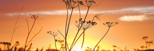 #Staycationing can be tough but some are using this opportunity to reflect on lifestyle choices and explore new interests. The April newsletter is full of delectable delights; containing news, views &amp; all sorts of useful info about ways you can help too. mailchi.mp/ddecd92657ad/b…