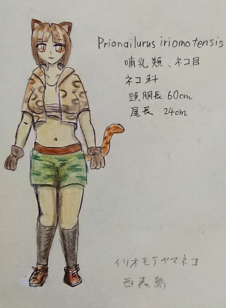 さとし工房 Sur Twitter イリオモテヤマネコの日 イリオモテヤマネコ 擬人化 日本列島生物擬人化シリーズ オリキャラ 科博 本日はイリオモテヤマネコの日ということで オリキャラであるイリオモテヤマネコのヒカリのイラストと上野の科博で展示している剥製の