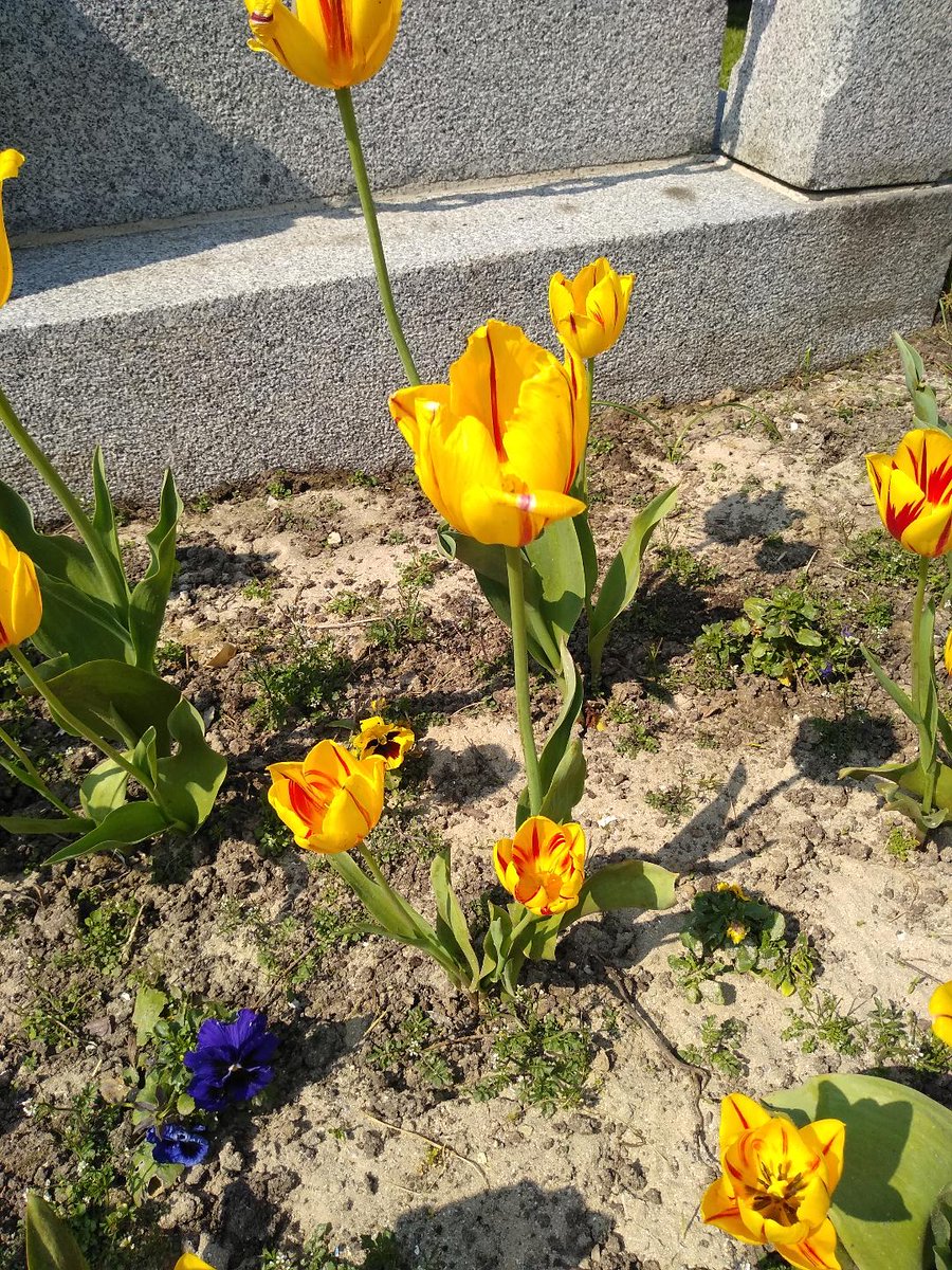 velopalise's tweet photo. Ook in Sainte Marie du Mont (@Normandy) bloeien de @FreedomFlameUK  tulpen, die werden aangeboden door @Gem_Wageningen  tijdens de  fietstocht #velopalise in kader van @75jaarvrijheid @EuropeRemembers @europafietsers @liberationroute https://t.co/zv4uFP3PtR