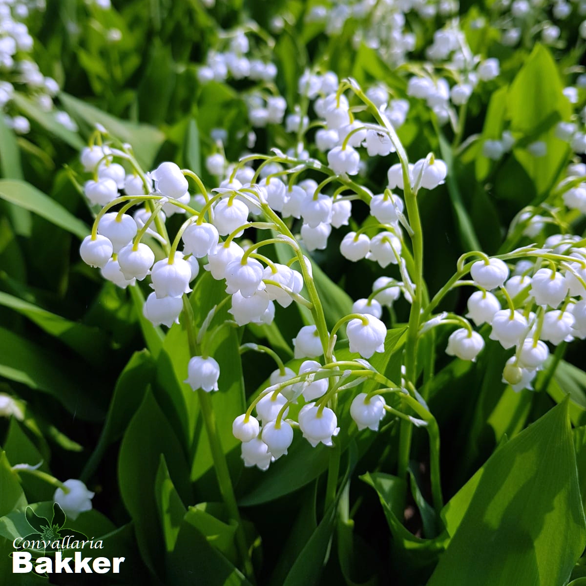 Convallaria is een vaste plant uit de familie van de Asperge, die het meest is bekent onder de naam lelietje van dalen, lelietje der dalen of meiklokje. Deze bloem, heeft ondanks het veelvuldig voorkomen in bossen en verwilderde tuinen zijn exclusieve uitstraling behouden.