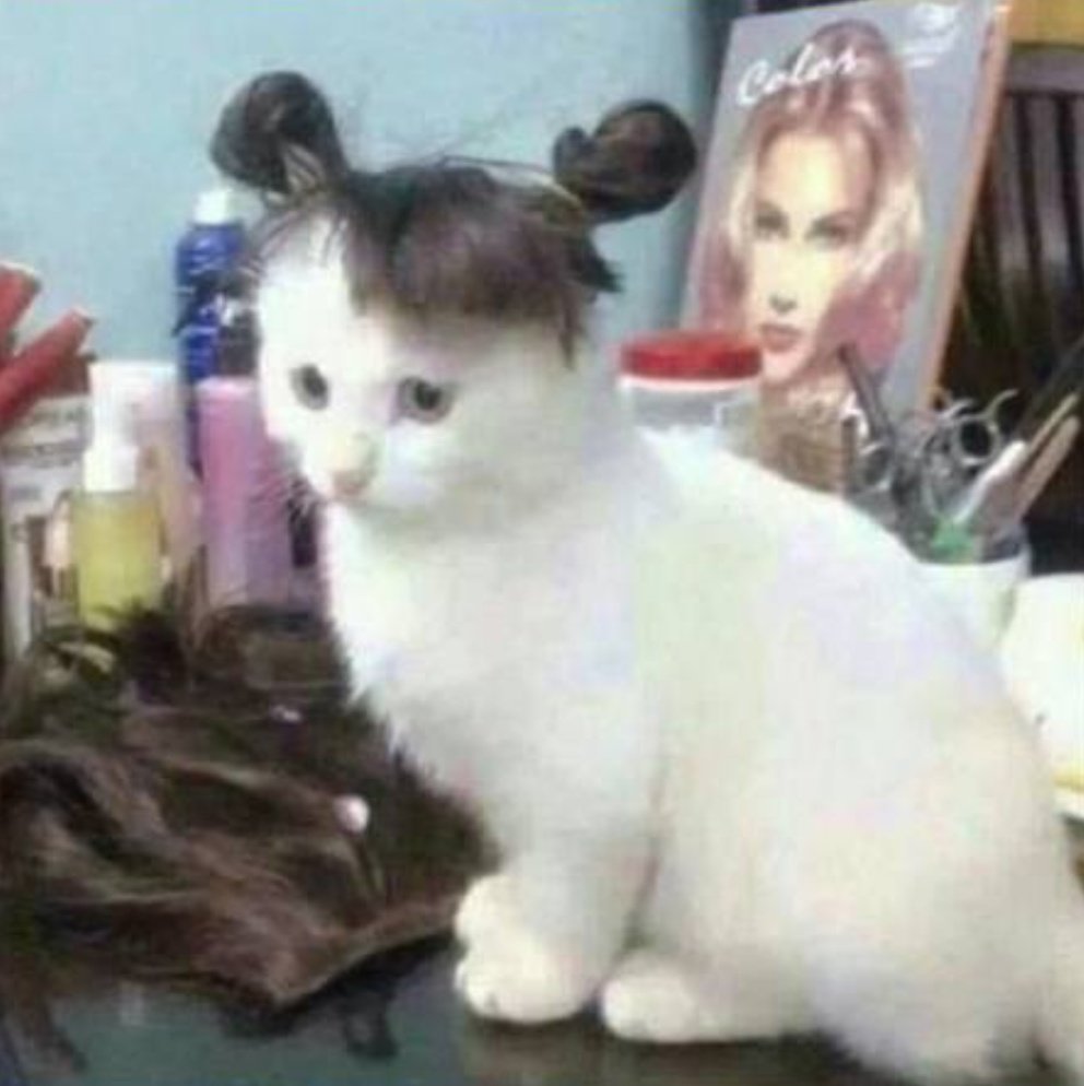 idkwhyily_'s tweet photo. Random cat image https://t.co/mEOVBi5KuX