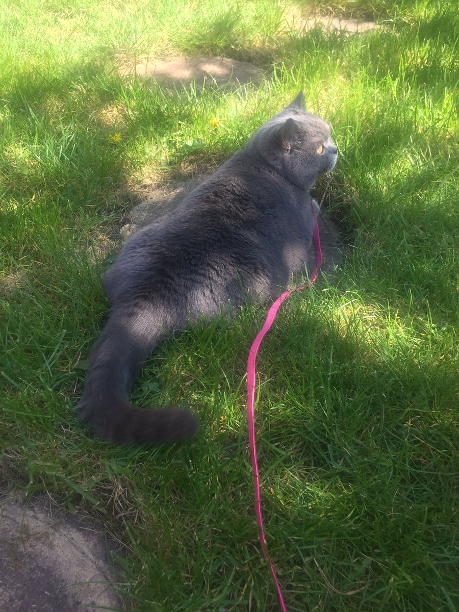 Enjoying the garden 🌿smelling dandelions and watching birds 
 🐾❤️🐾
#catlife #CatsOfTwitter #funinthesun 
#gardenlife