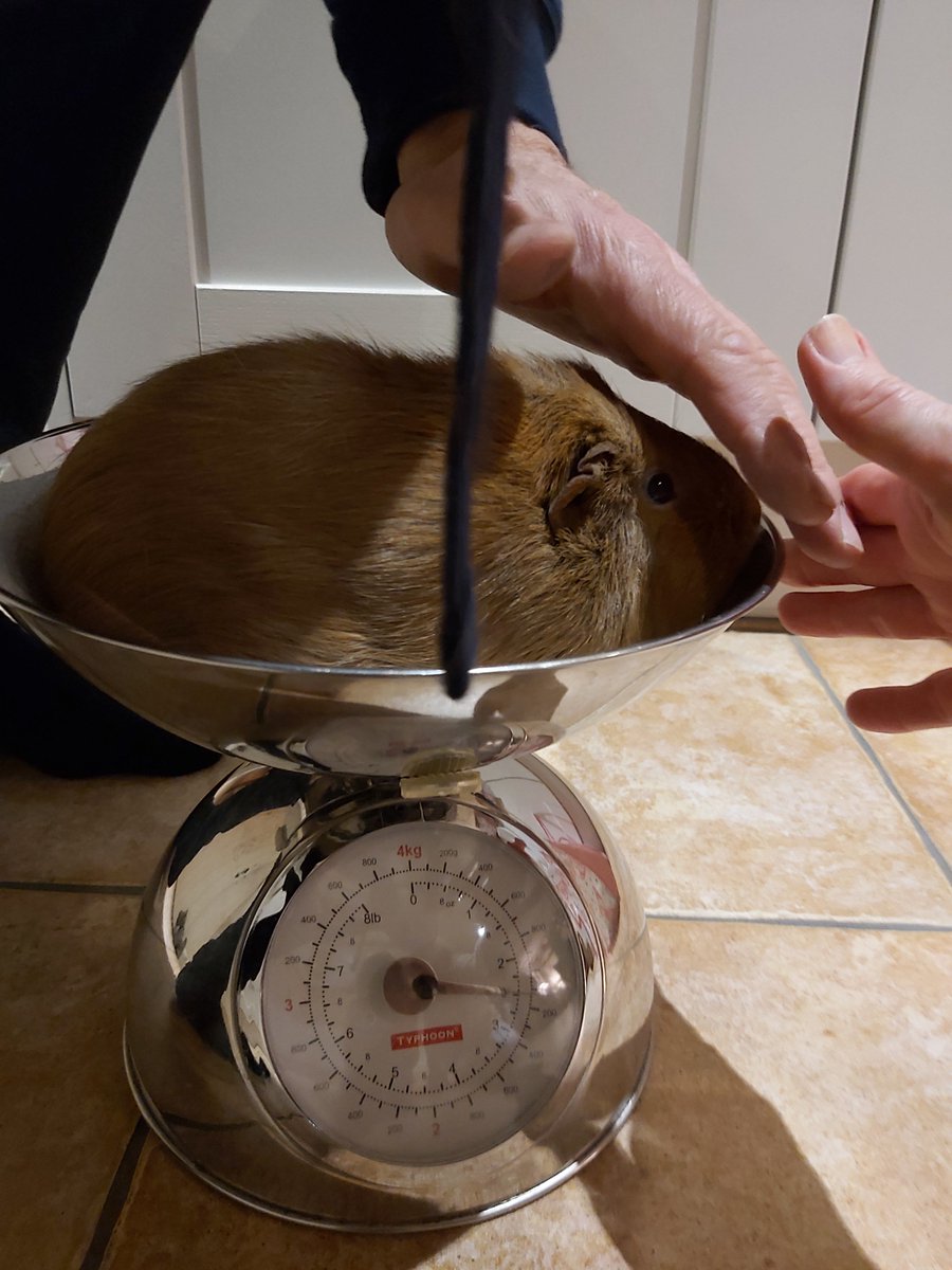 Wed 15 April (Day 22 working from home)Gawd, I nearly forgot  #PigOfTheDay! Here's a little picture of us trying to keep Oro in a weighing scale . Pigs need to be weighed often so you can spot as early as poss if they might have any underlying health problems!