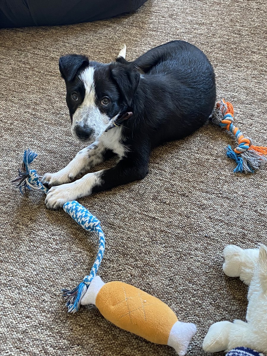 QueenYeet_x's tweet photo. #PupUpdate Wilson is doing great! Happy Hump Day! https://t.co/xCSkOGAzcV