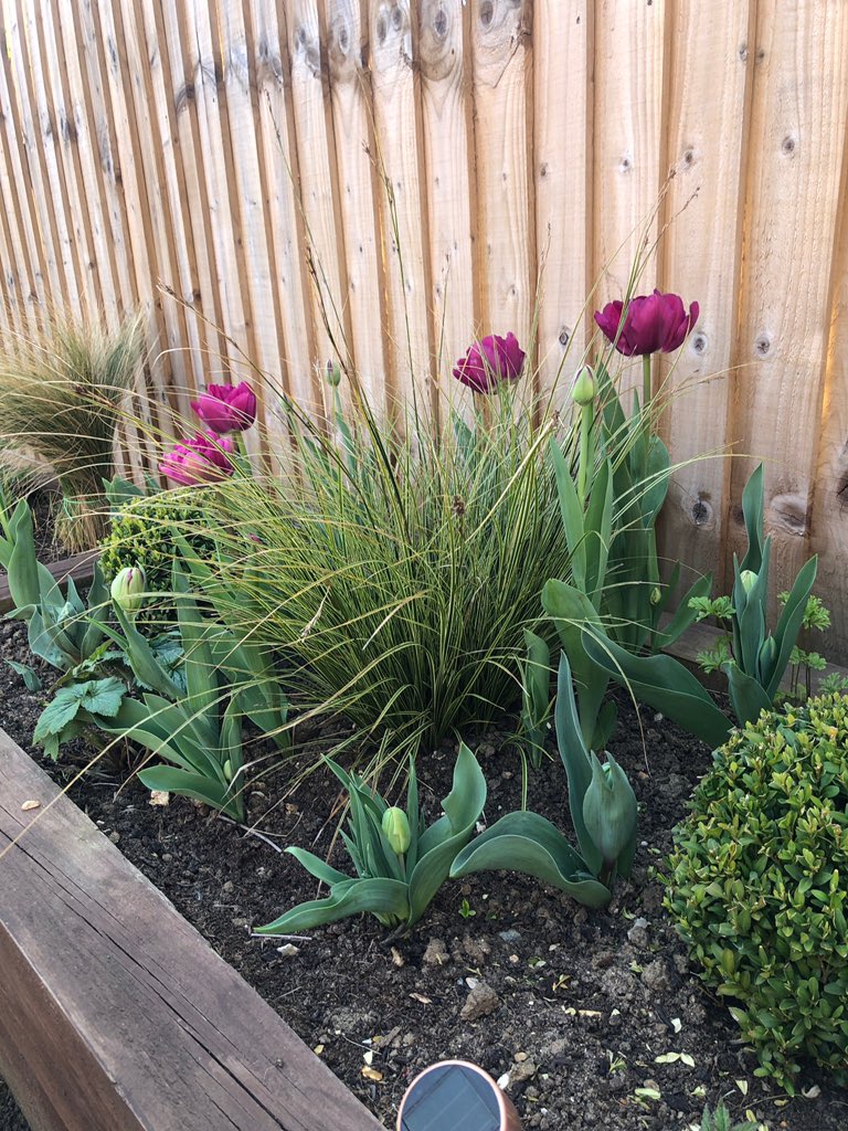 J0connor11's tweet photo. @GWmag would you be able to help me identify the name of this grass looking to buy some more and can’t seem to find them thank you! https://t.co/UJU0M636uf
