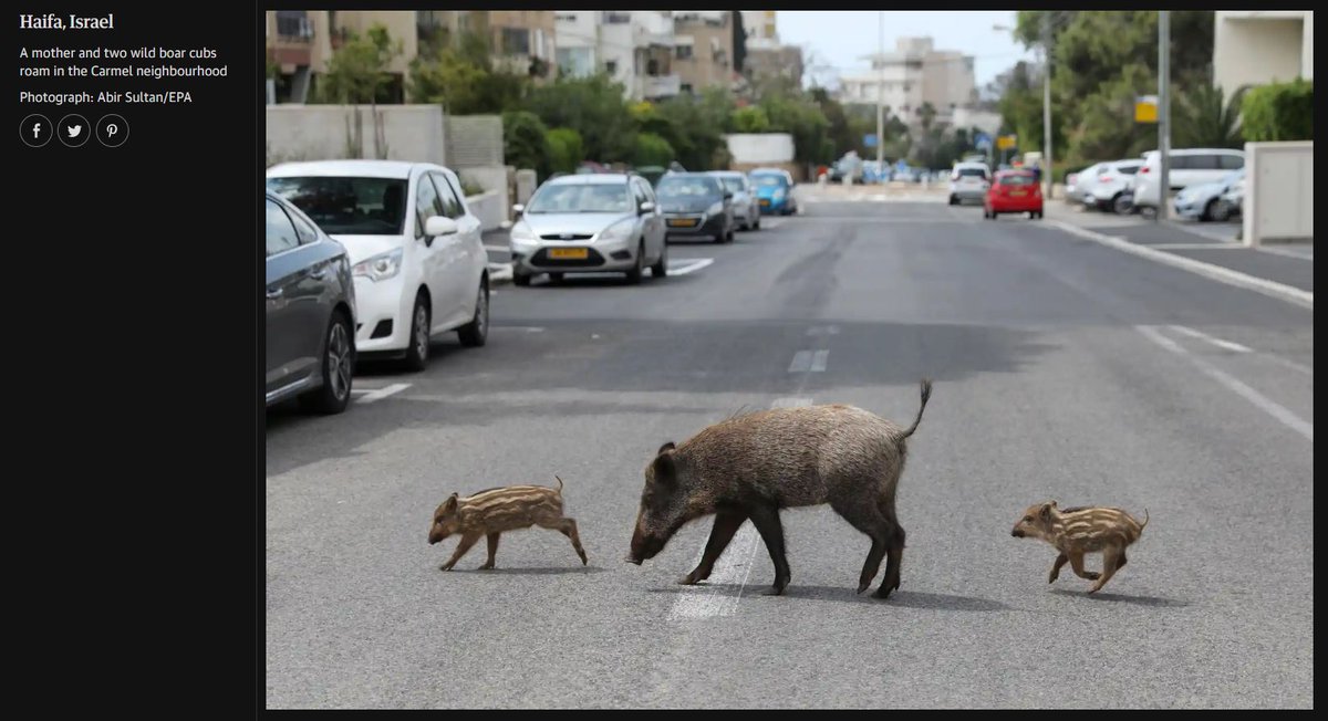 IsraelNews18's tweet photo. The Guardian newspaper’s picture-editors chose a picture from #Haifa, showing boars walking in the city, to be included in their last week top pictures.
The port city of Haifa is in the northern part of Mount Carmel, where boars are living. 
During the last years there are more https://t.co/z1SjypQRQF