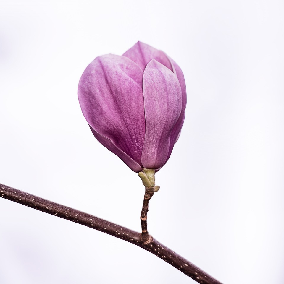 Elixseri’s Magnolia Bark extract was shown in-vivo studies to increase skin firmness levels by an average of 12% and increase skin hydration by 38%.⁠ 

Do you know it?
⁠
📸@pinterest⁠ #sustainable #climatefriendly #skincare #beauty #beautyTips #selfridges #elixseri