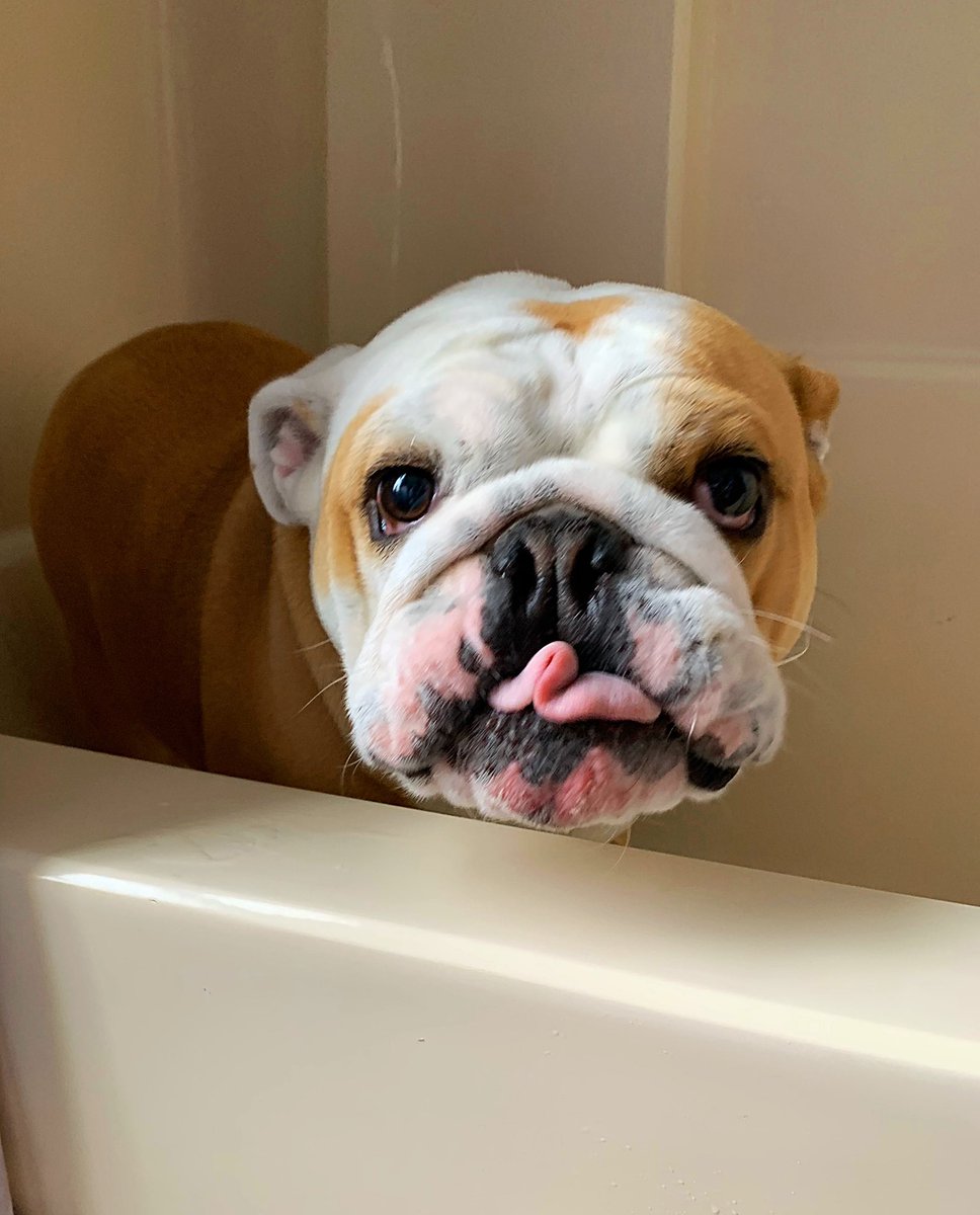 Kevin_Richman's tweet photo. Cuse needed a bath!! #BCSDpets #PatriotPets #BPatriotProud #Bath #DailyDogPic #EnglishBulldog #Cuse https://t.co/P01c79Yl4X