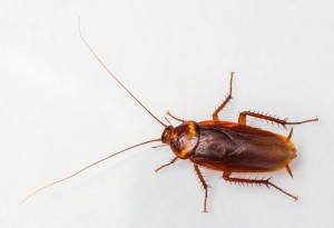 New blog posted: Is Your Infestation Waterbugs or Cockroaches? Read more at: aerex.com/blog/is-your-i…