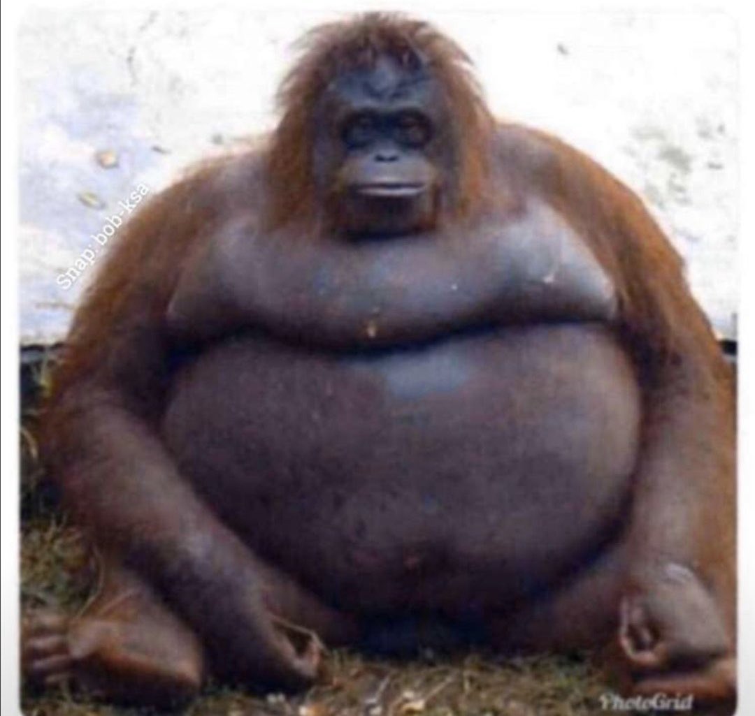 لم أعد احتمل تلك العلاقه البعيده عن قلبي خلاص لازم احط الثلاجه بغرفتي 😂👀