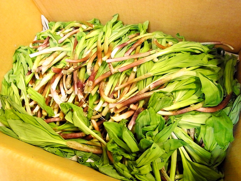 スープカレーしゃば蔵 行者ニンニクのスープカレー試作中 臭いがした方か しない方か迷ってます 今それどころじゃないとは思いますが 好みを教えて頂けませんか １ 臭い弱いが香りが良い行者ニンニクのペーストのせ ２ 臭いはキツイく食感を活かし