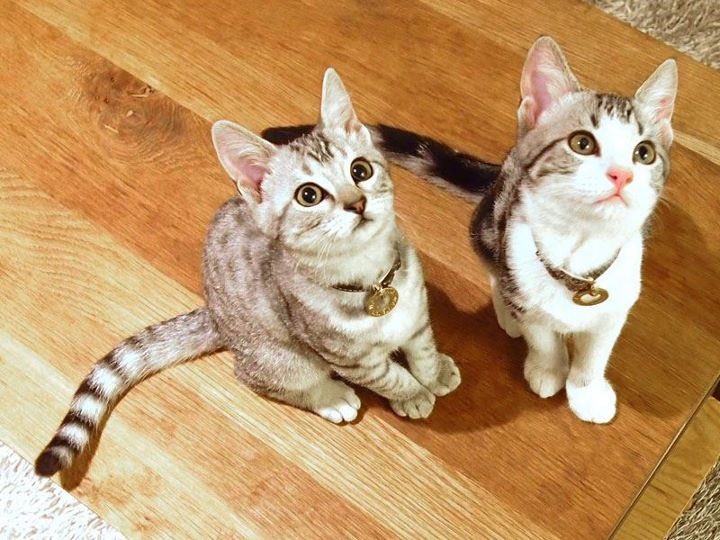 milmill's tweet photo. 暗い気持ちも吹っ飛んだうちの猫のちっこい頃の写真見て欲しいです😚 https://t.co/ruoljVGukH