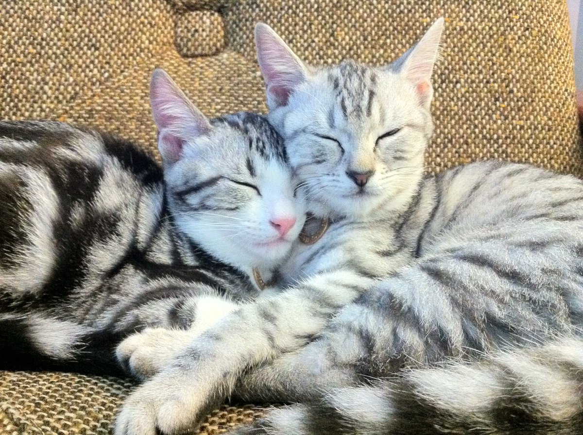 milmill's tweet photo. 暗い気持ちも吹っ飛んだうちの猫のちっこい頃の写真見て欲しいです😚 https://t.co/ruoljVGukH