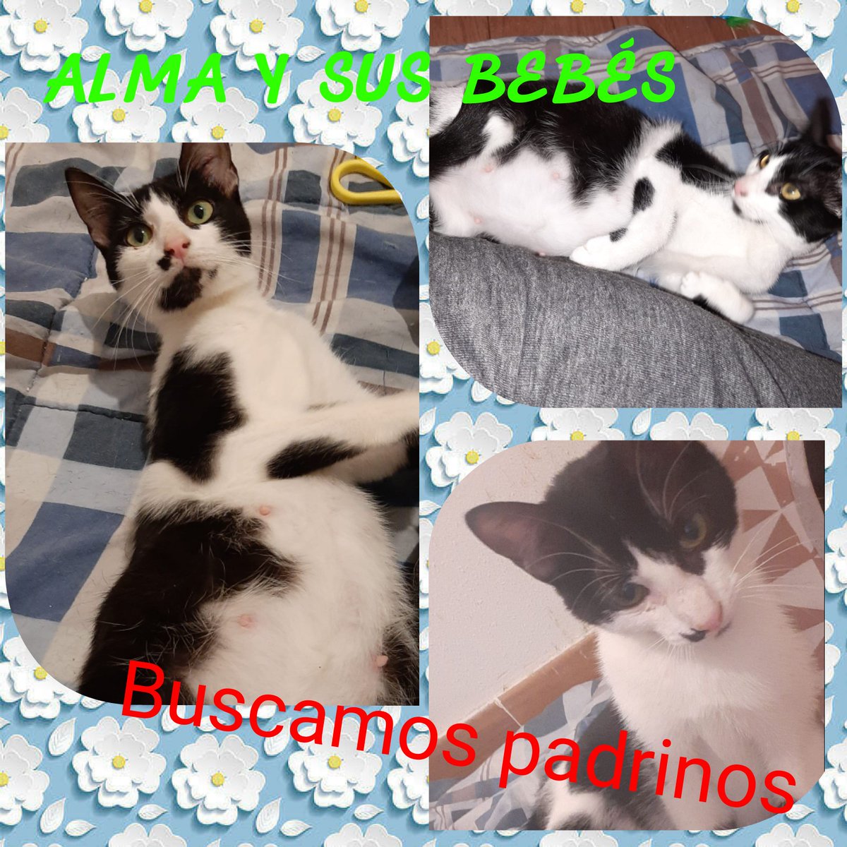 Alma está apuntito de caramelo!!!! Buscamos padrinos y madrinas para poder costear la comida de ella y sus bebés, además necesitamos una eco para confirmar que todo viene bien (unos 20€).pago por PayPal o transferencia, manda un mensaje con tus datos a Velillagatuna@gmail.com 🐱