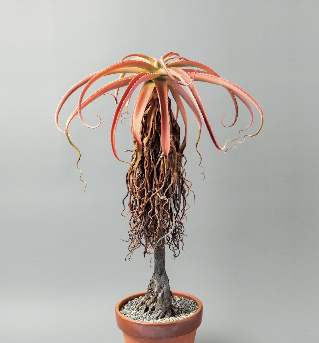 Uzivatel Brutus Na Twitteru 珍奇植物ムック 発売中 真っ赤に色づく アロエ ヴァオサンダ マダガスカル原産で現地では3mほどになる大型のアロエ Brutus 珍奇植物 Uzivatel Brutus Na Twitteru 珍奇植物ムック 発売中 真っ赤に色づく アロエ ヴァオサンダ マダガスカル原産で現地では3mほどになる大型のアロエ Brutus 珍奇植物