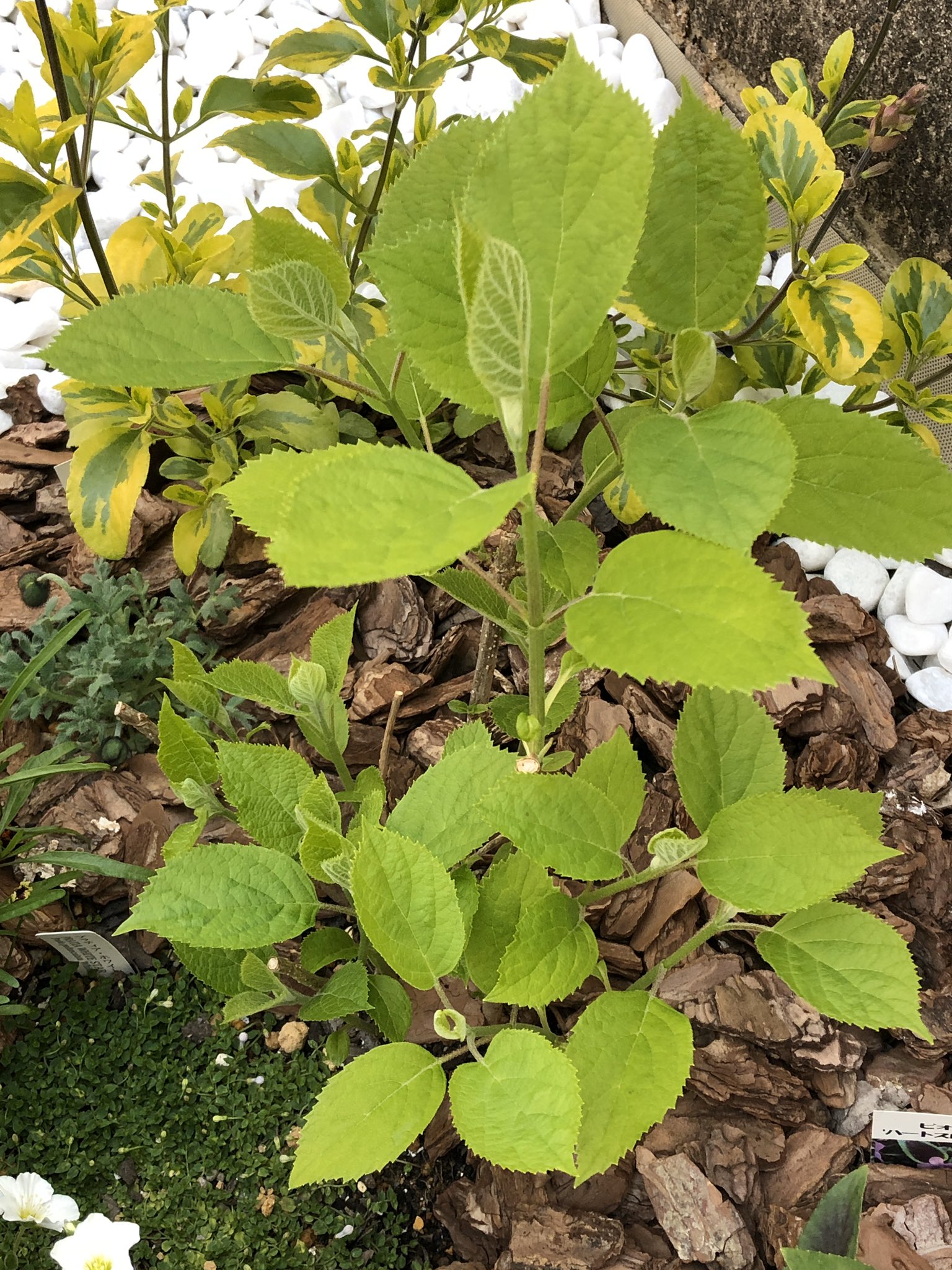 風織 庭いじりメモ アジサイ アナベル 葉を広げ始めました 地際の小さな枝からも新芽が出ています アナベルの木陰を頼りに植えた苗もあるため 一気に茂ってくれそうで頼もしいです T Co P5qqpivqmk Twitter