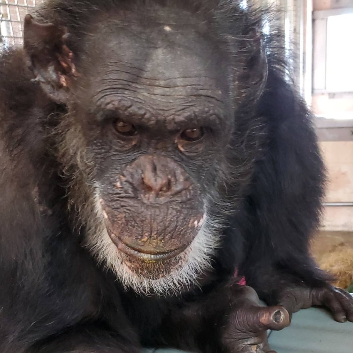 SaveTheChimps's tweet photo. Comet decided to keep me up all night. This old man needs his sleep!-Marc
#chimpstaketwitter #savethechimps #morningtroubles https://t.co/RhMA7EjIaj