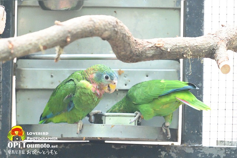 OPi.Toumoto📷🐦 tweet media