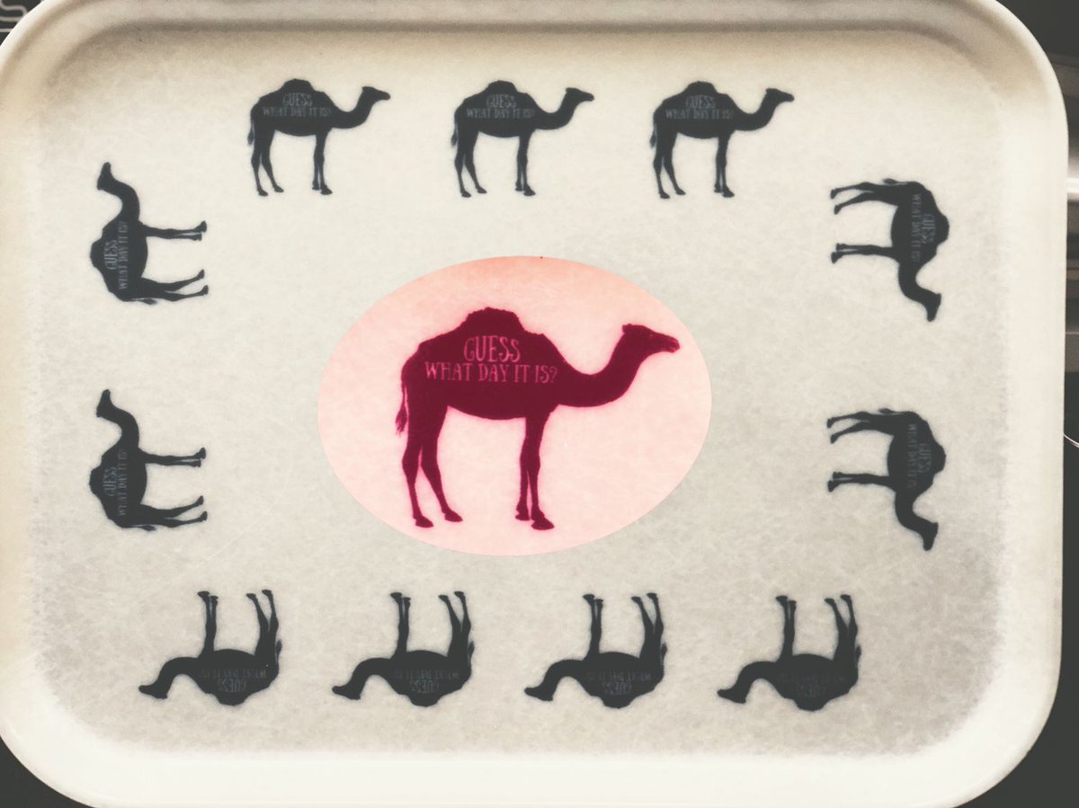 Cambro1's tweet image. Guess what day it is? 🐫 #WednesdayMotivation #Camtray
