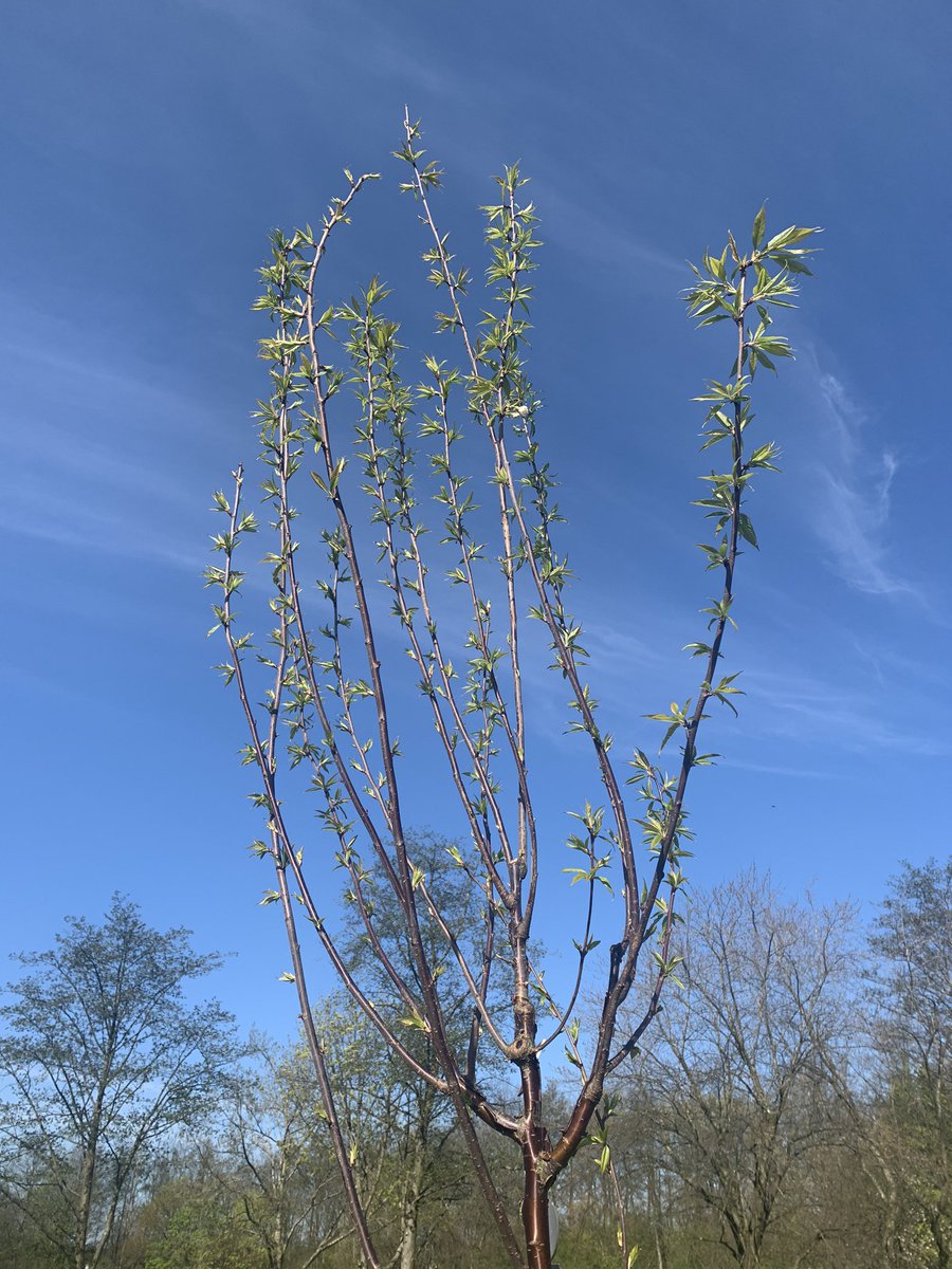 Together4Angels's tweet photo. This morning on my exercise I went to the park to check on our garden area and we have leaves on our trees π³ #reflectiongarden #Together4Angels https://t.co/jzUO7hj8PW