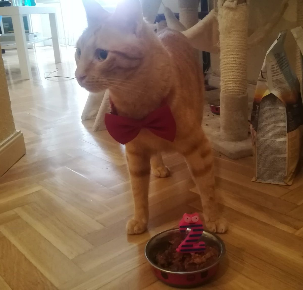 Hoy, gracias a @AngieRR3 y <a href="/_Adopta_Madrid/">Adopta Madrid</a> , nuestro Dimitriv-Ravioli cumple 2 añazos ya