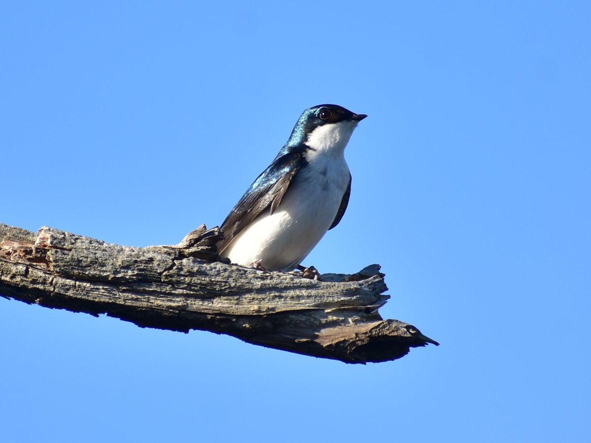 ScorpioKing1183's tweet image. A #treeswallow being the bestest boy. LOL
#nature #naturephotography #NikonD3400 #nikonphotography #BlackBayouNWR #wildlife #birds #wildlifephotography #TwitterNatureCommunity