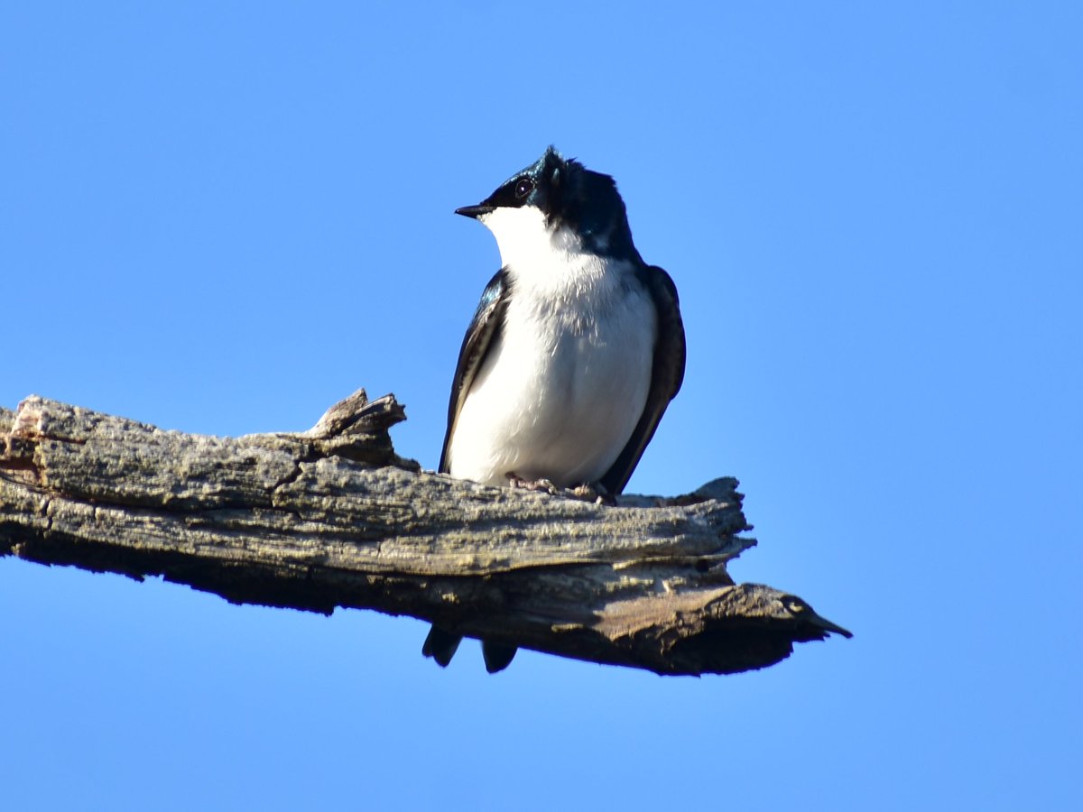 A #treeswallow being the bestest boy. LOL
#nature #naturephotography #NikonD3400 #nikonphotography #BlackBayouNWR #wildlife #birds #wildlifephotography #TwitterNatureCommunity