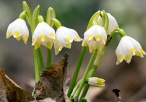 ダンディー ダンちゃん ﾃﾞｽ A Twitteren 令和2年4月16日 木 誕生花 スノーフレーク 左 全般の花言葉 純粋 純潔 汚れなき心 皆をひきつける魅力 誕生花 ムシトリナデシコ 右 全般の花言葉 罠 未練 誕生花