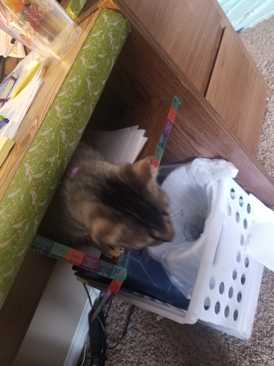 kinaesthetique's tweet photo. she's... investigating my workspace i guess... https://t.co/vw1fSmMpXB