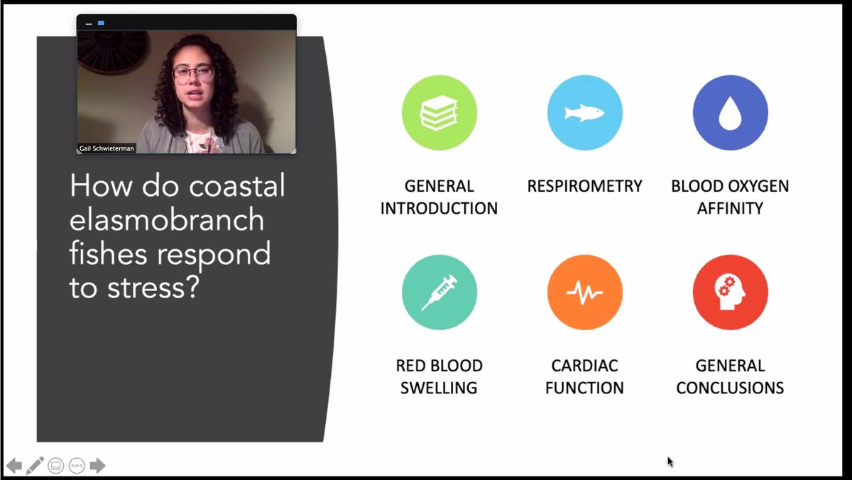 jessiesturner's tweet photo. Drooling over the beautiful and understandable graphics in @GDSchwieterman ‘s virtual PhD dissertation defense! Congratulations Gail !!!!!!!!!! 🎊 🐟 #learningsomuch #skates #stressedfishes #fishstress #elasmobranch #hypoxia #temperatureeffects #lessonsforflyfishing https://t.co/3uYyIKdZ6K