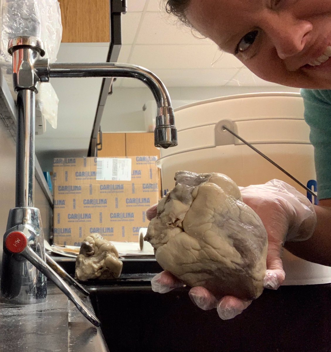 nomsdillard's tweet photo. Our GATES Academy Anatomy and Physiology class is getting ready to dissect sheep hearts tomorrow! Many thanks to @ErinNeylon2 for her hard work getting the kits ready and to Drs. Brian and Erin Davis for leading our learning!

#proudtobeamustang https://t.co/Z6OJbHOJC2