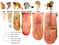 tongue inspired grooming brush